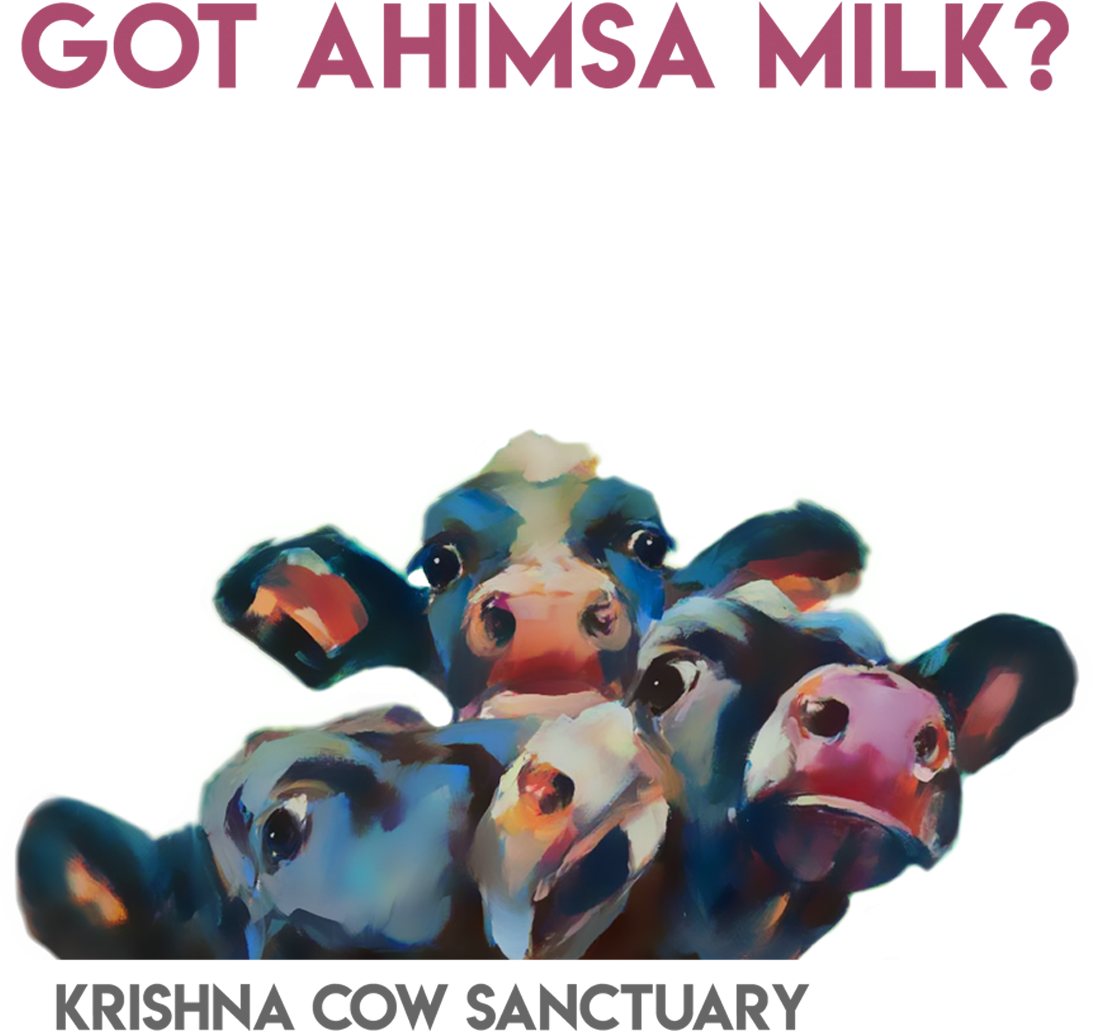 Ahimsa Milk Campaign Cows