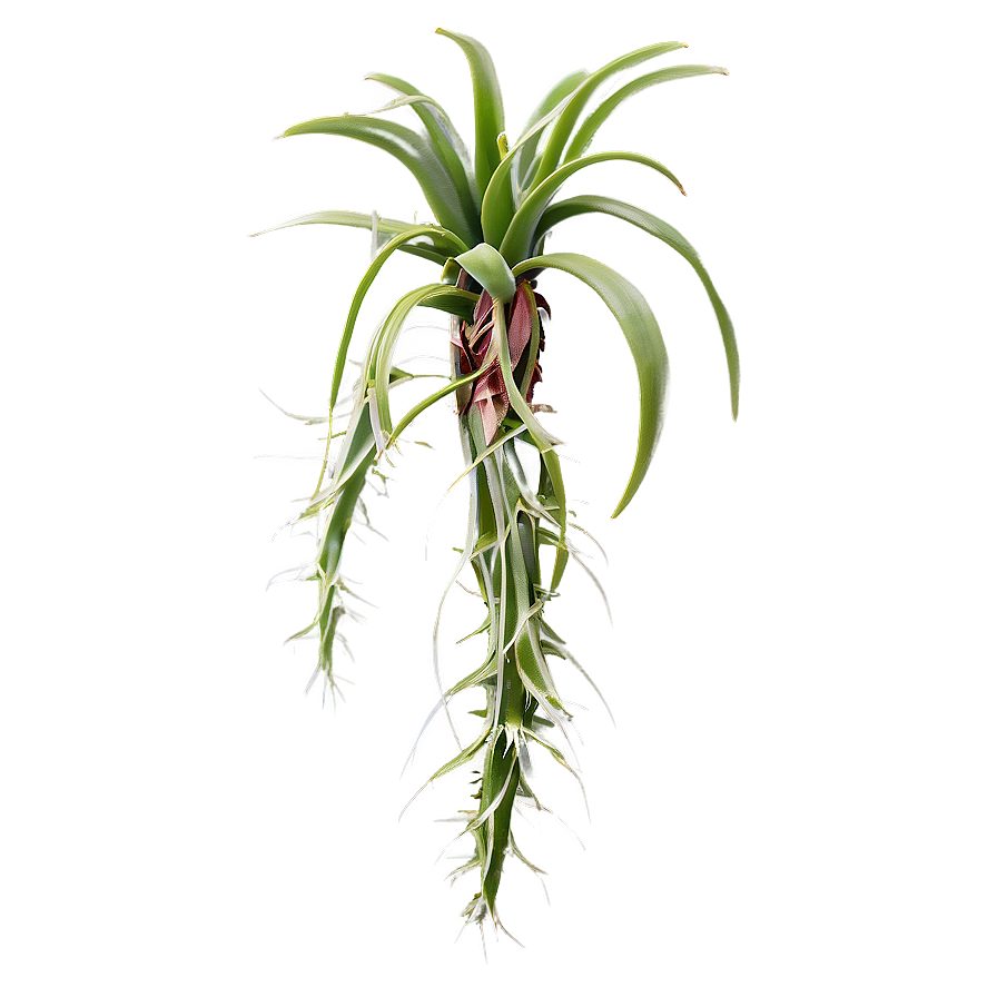 Air Plant Clipart Png 95