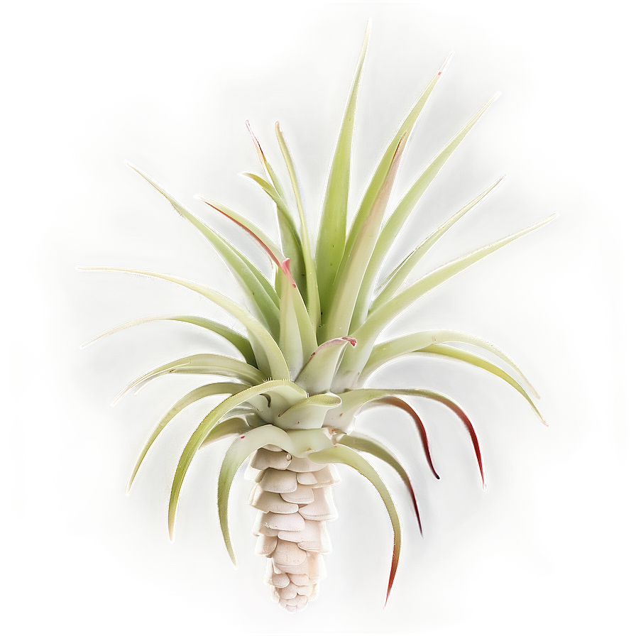 Air Plant Clipart Png Dor