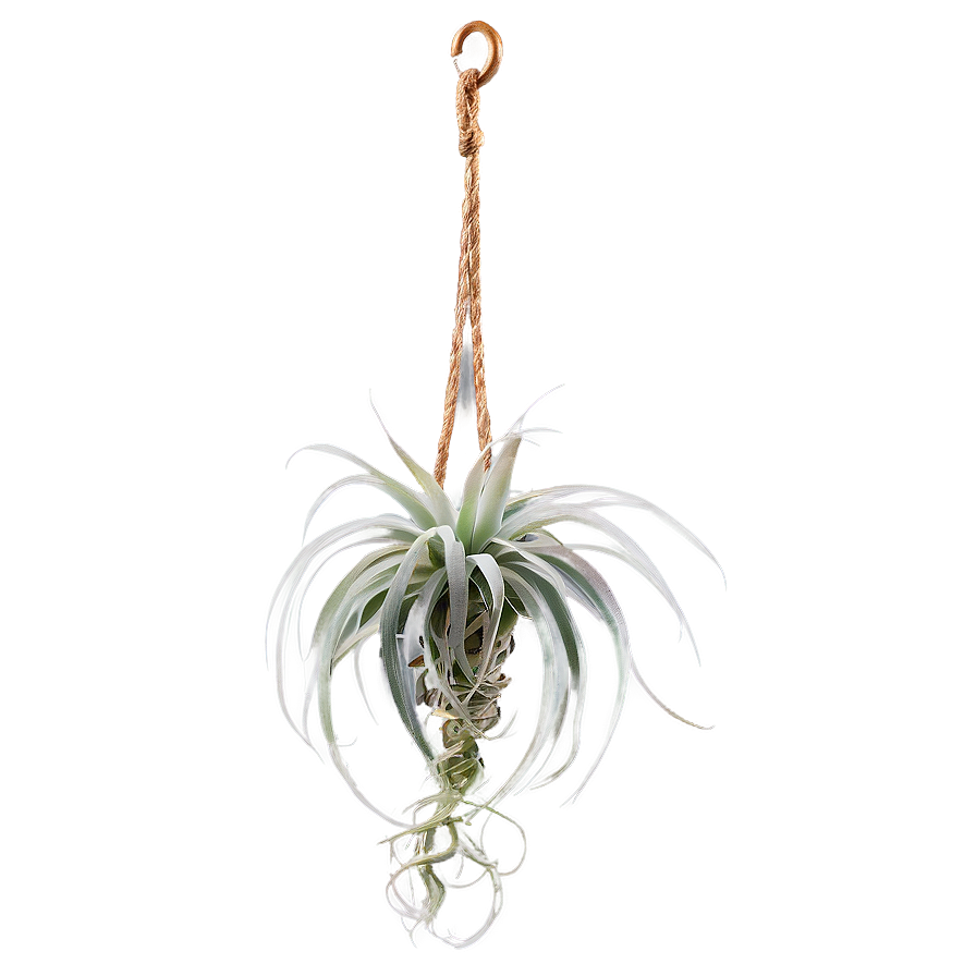 Air Plant Hanging Png 40