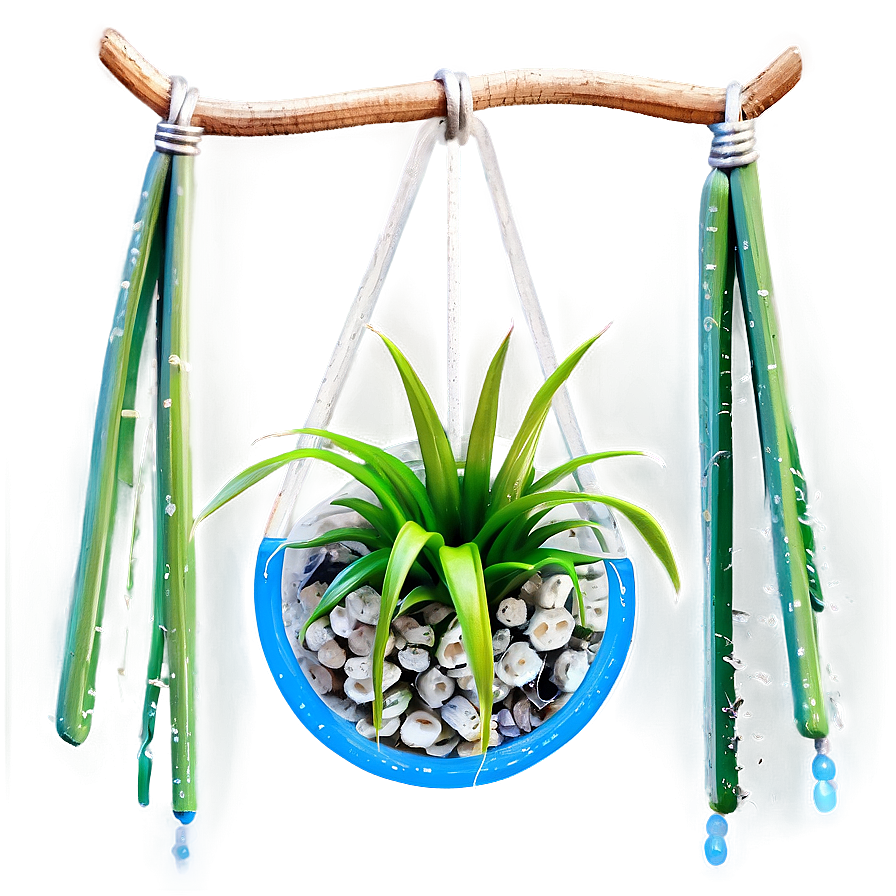 Air Plant Hanging Png Vcb