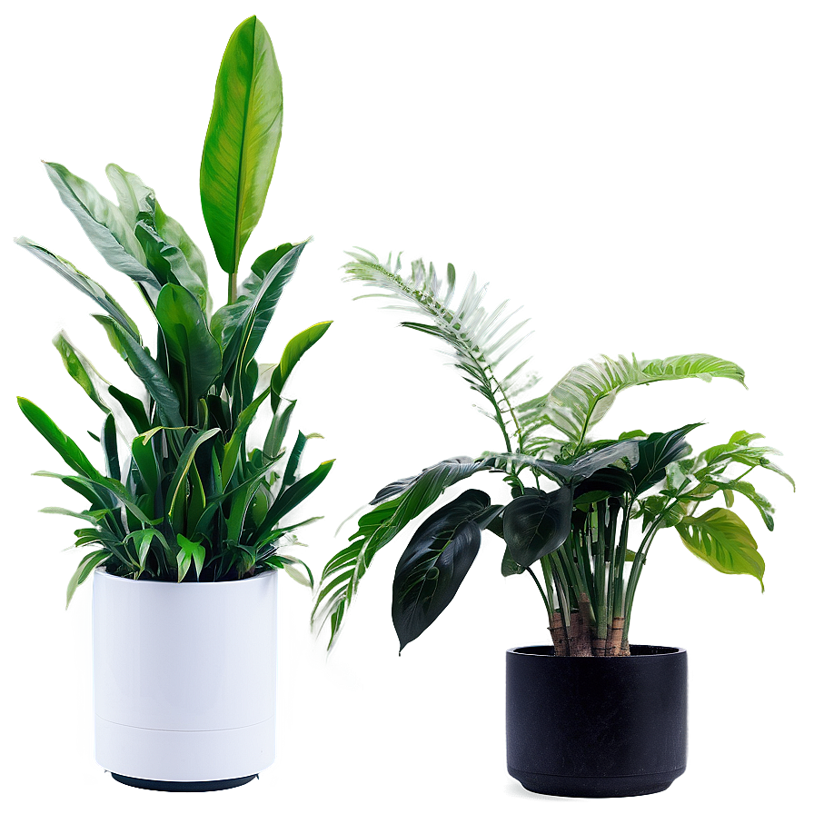 Air Purifying Indoor Plants Png Cpm6