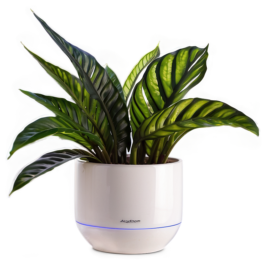 Air Purifying Indoor Plants Png Pfn