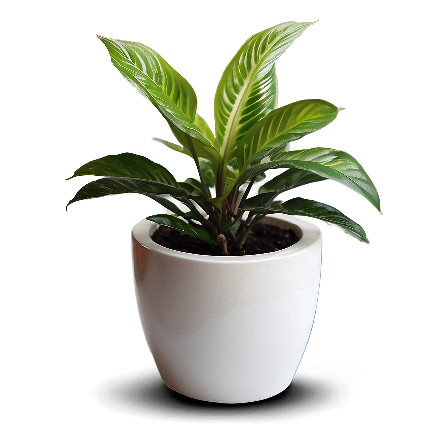 Air Purifying Potted Plants Png Ayo80