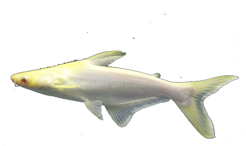 Albino Carp Swimming