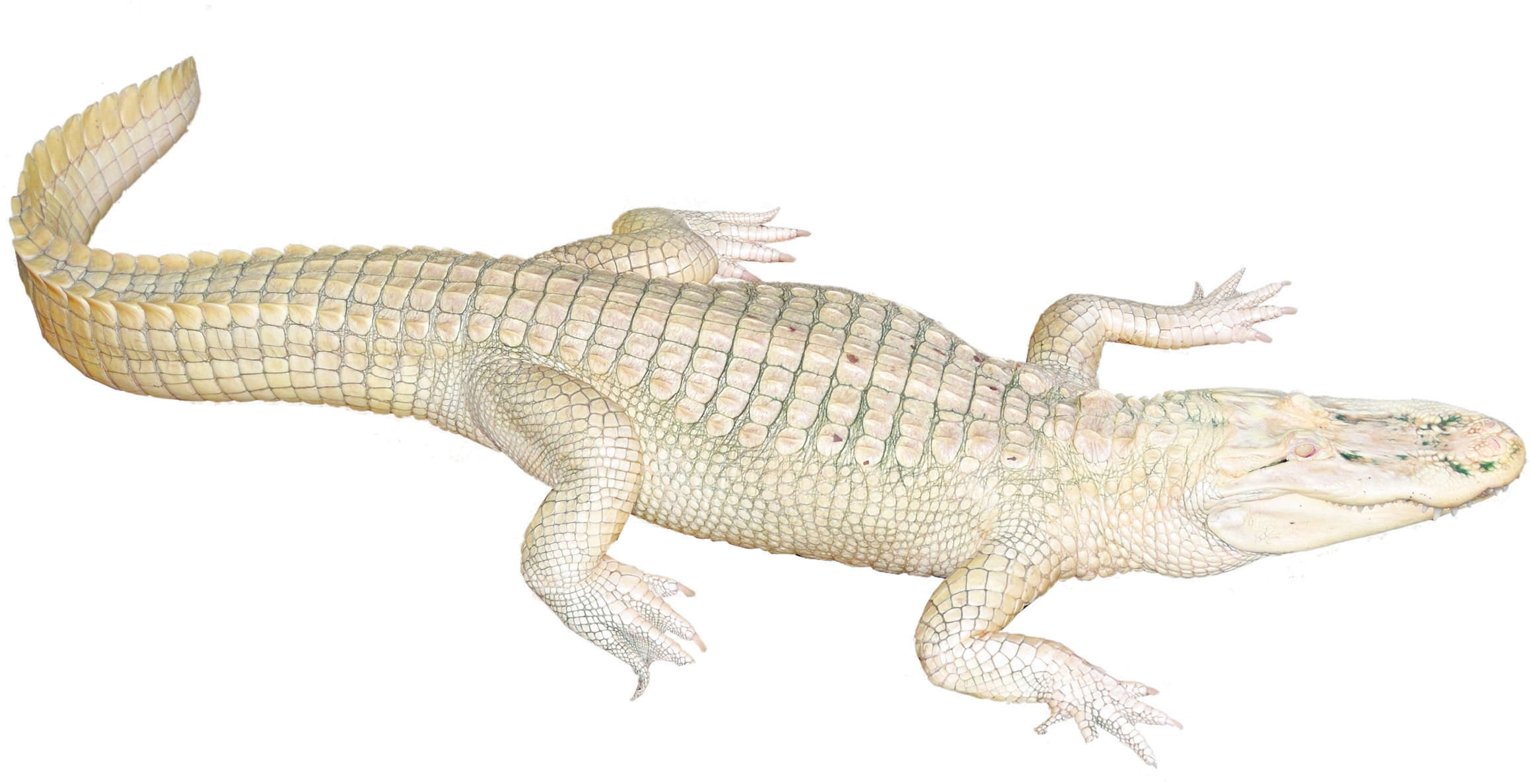 Albino Crocodile Illustration