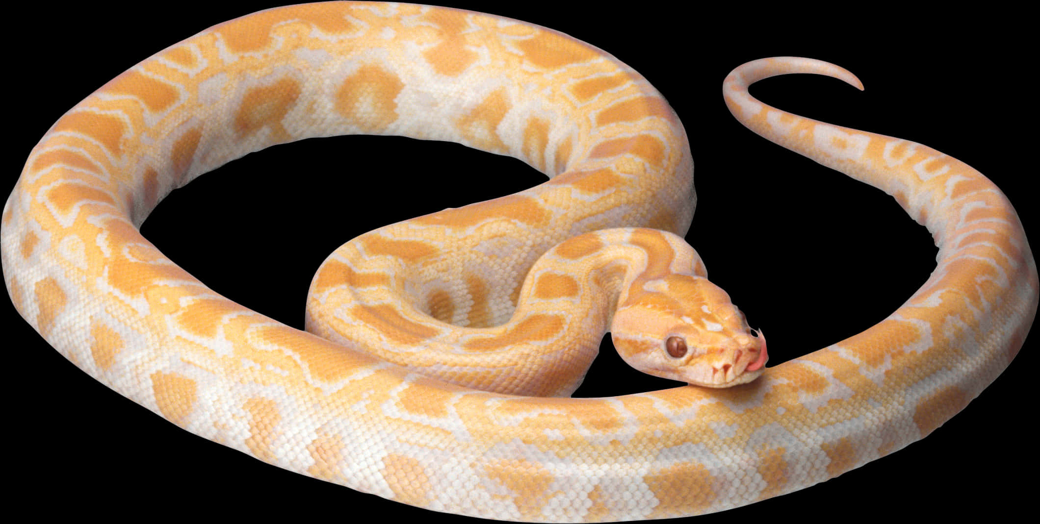 Albino Python Elegant Pose