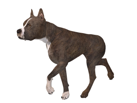 Alert Brindle Pitbull Standing Against Black Background