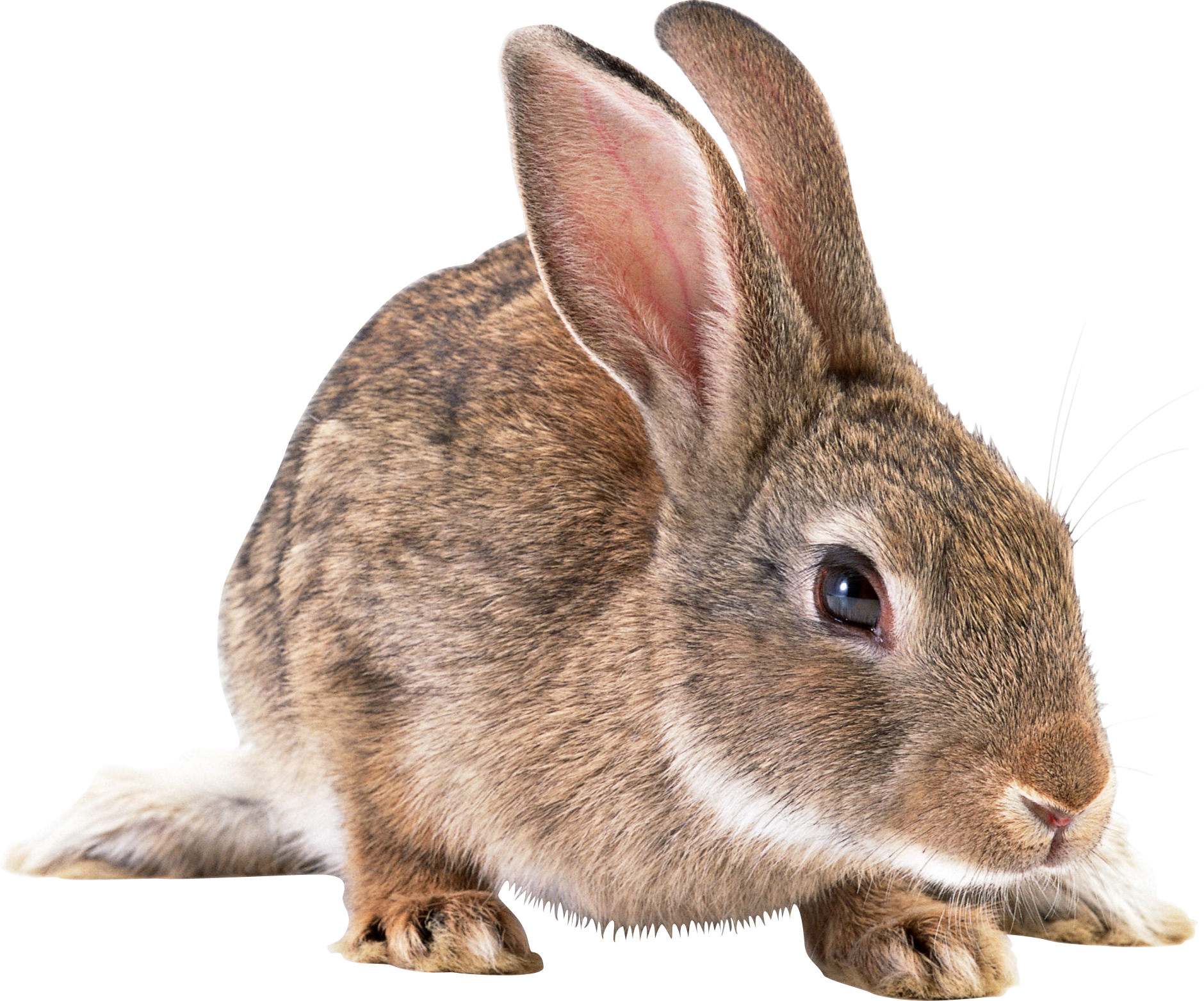 Alert Brown Rabbit Isolated