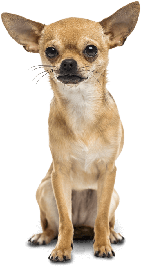 Alert Chihuahua Sitting Transparent Background.png