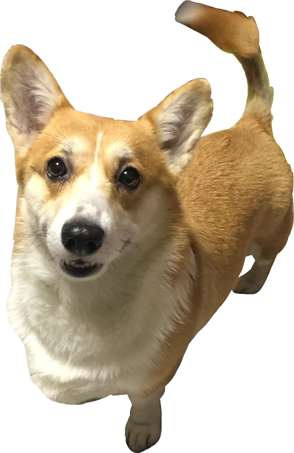 Alert Corgi Standing Transparent Background