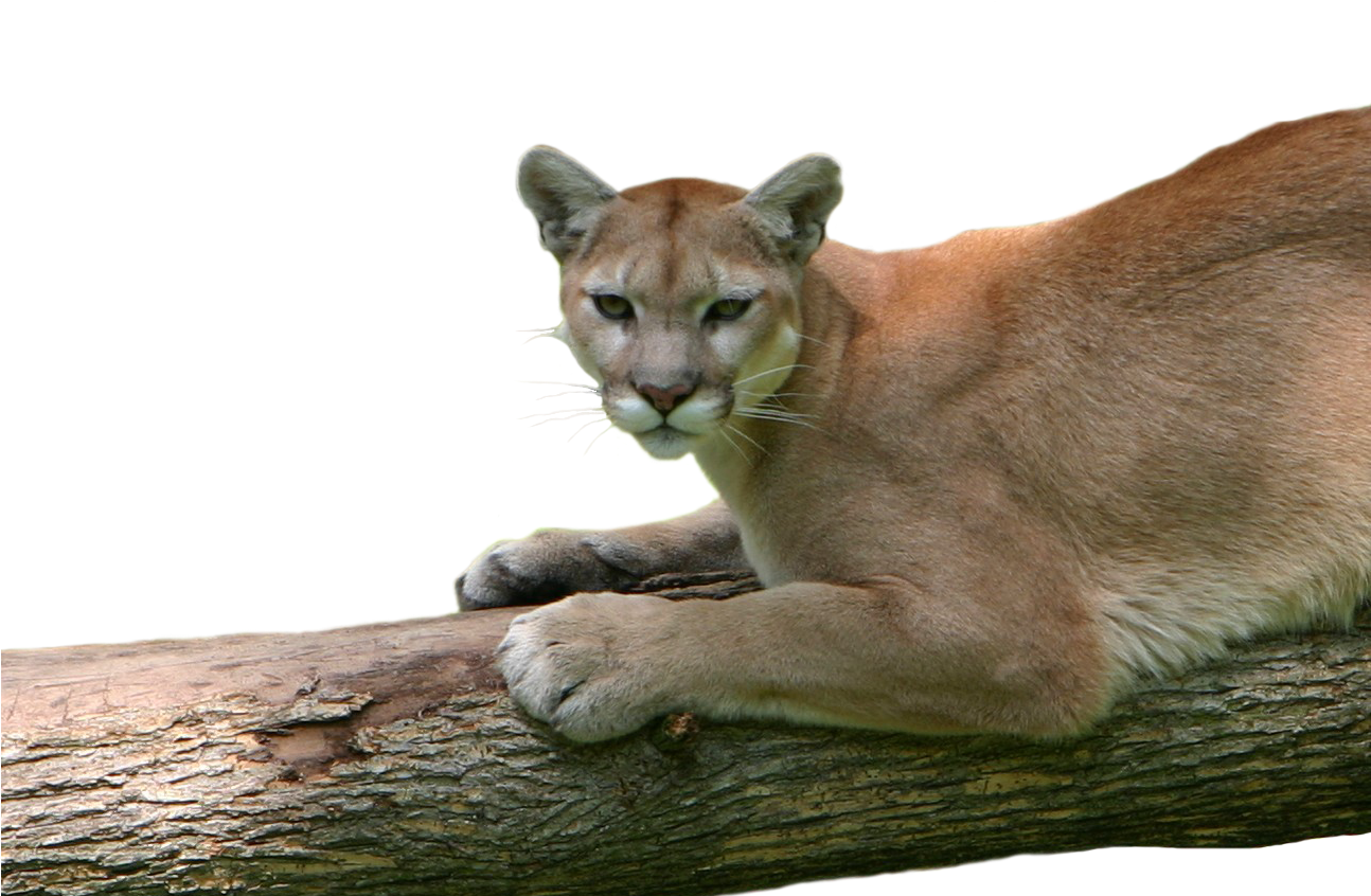 Alert Cougar Restingon Branch