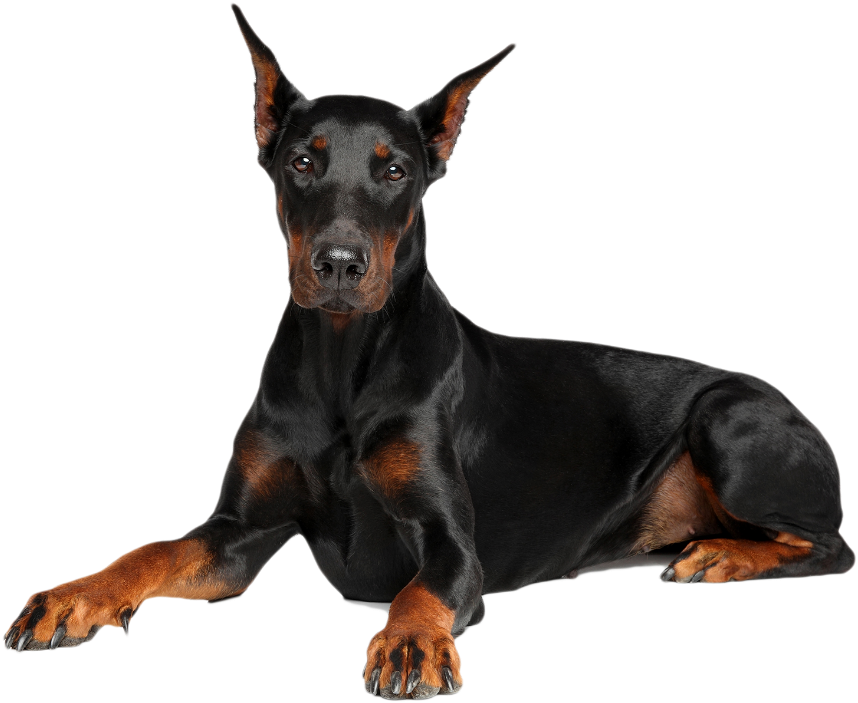 Alert Doberman Pinscher Portrait