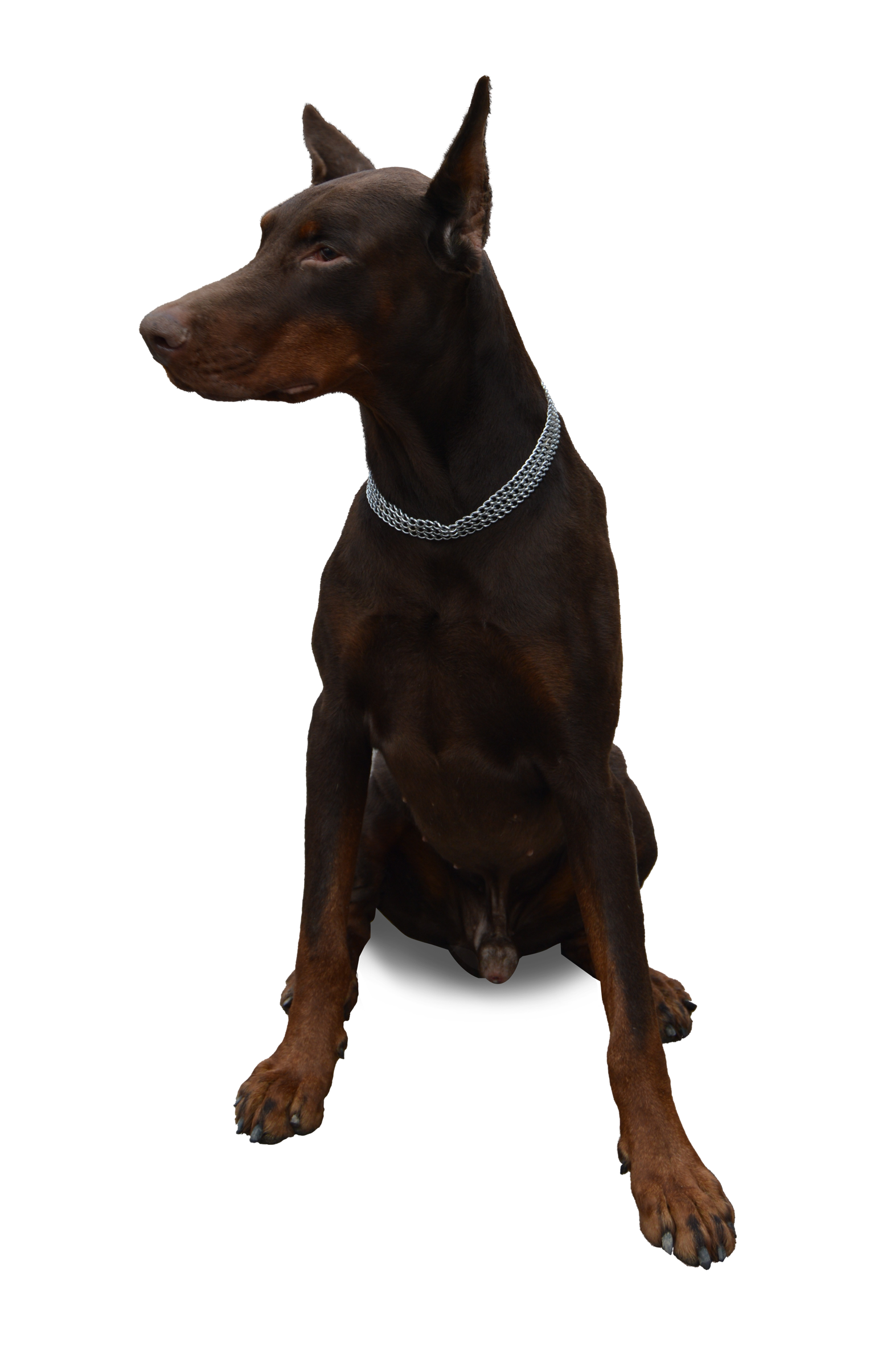 Alert Doberman Pinscher Sitting