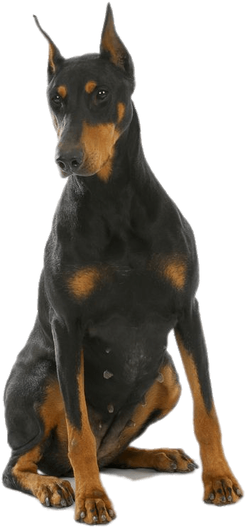 Alert Doberman Pinscher Sitting