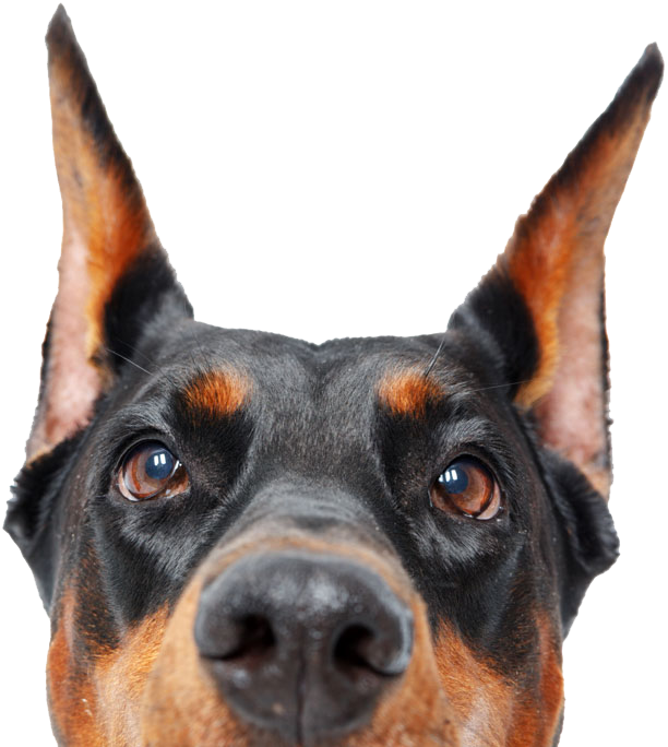 Alert Doberman Portrait.png