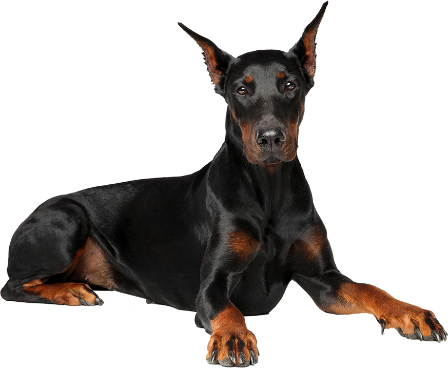 Alert Doberman Pose