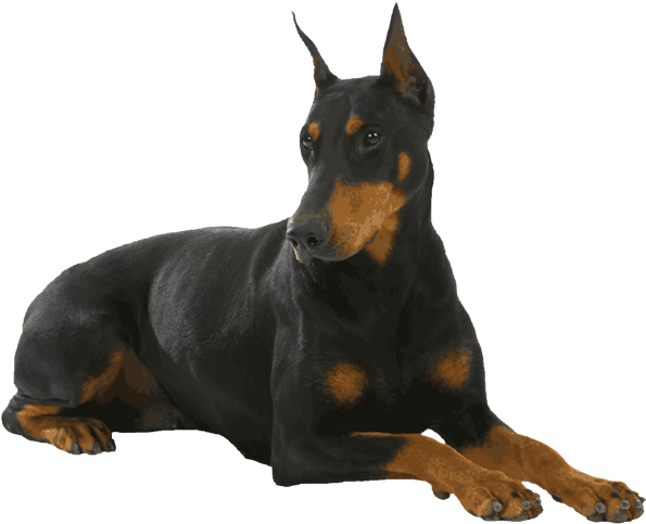 Alert Doberman Pose