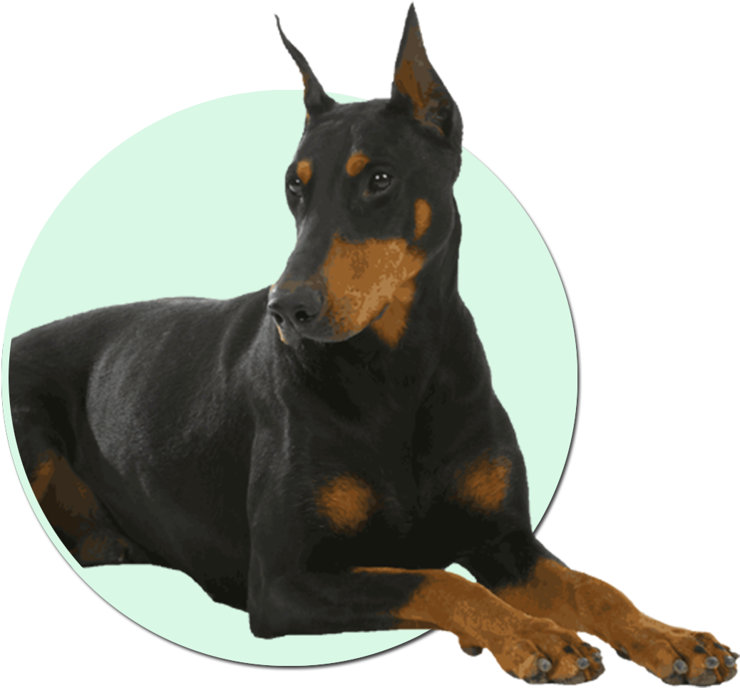 Alert Doberman Pose