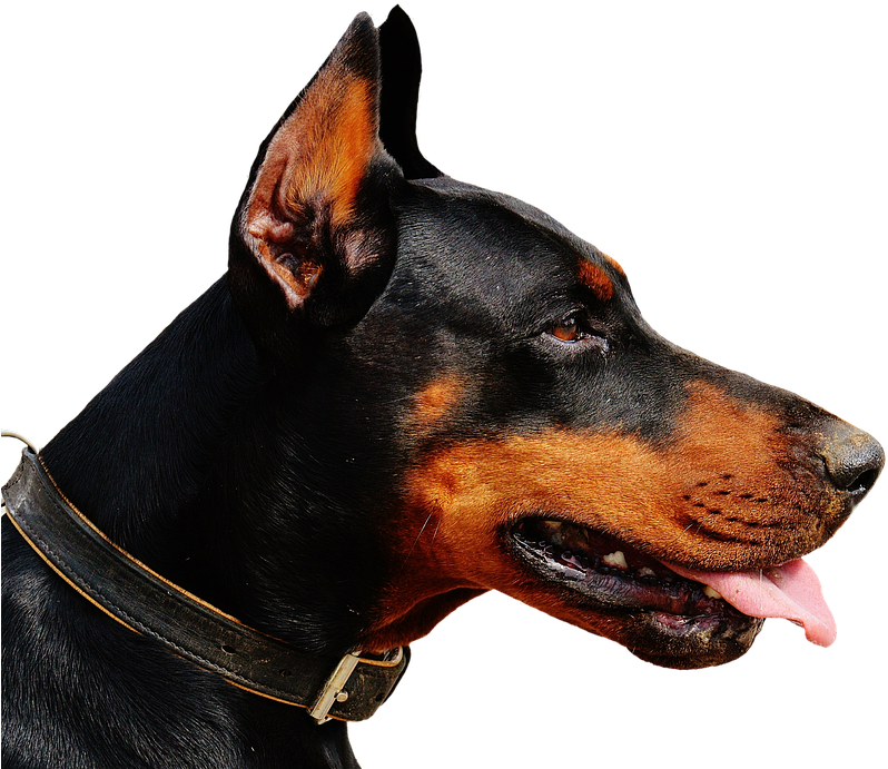 Alert Doberman Profile View