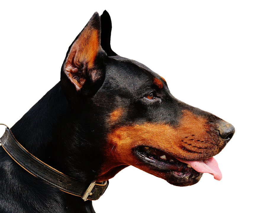 Alert Doberman Profile View