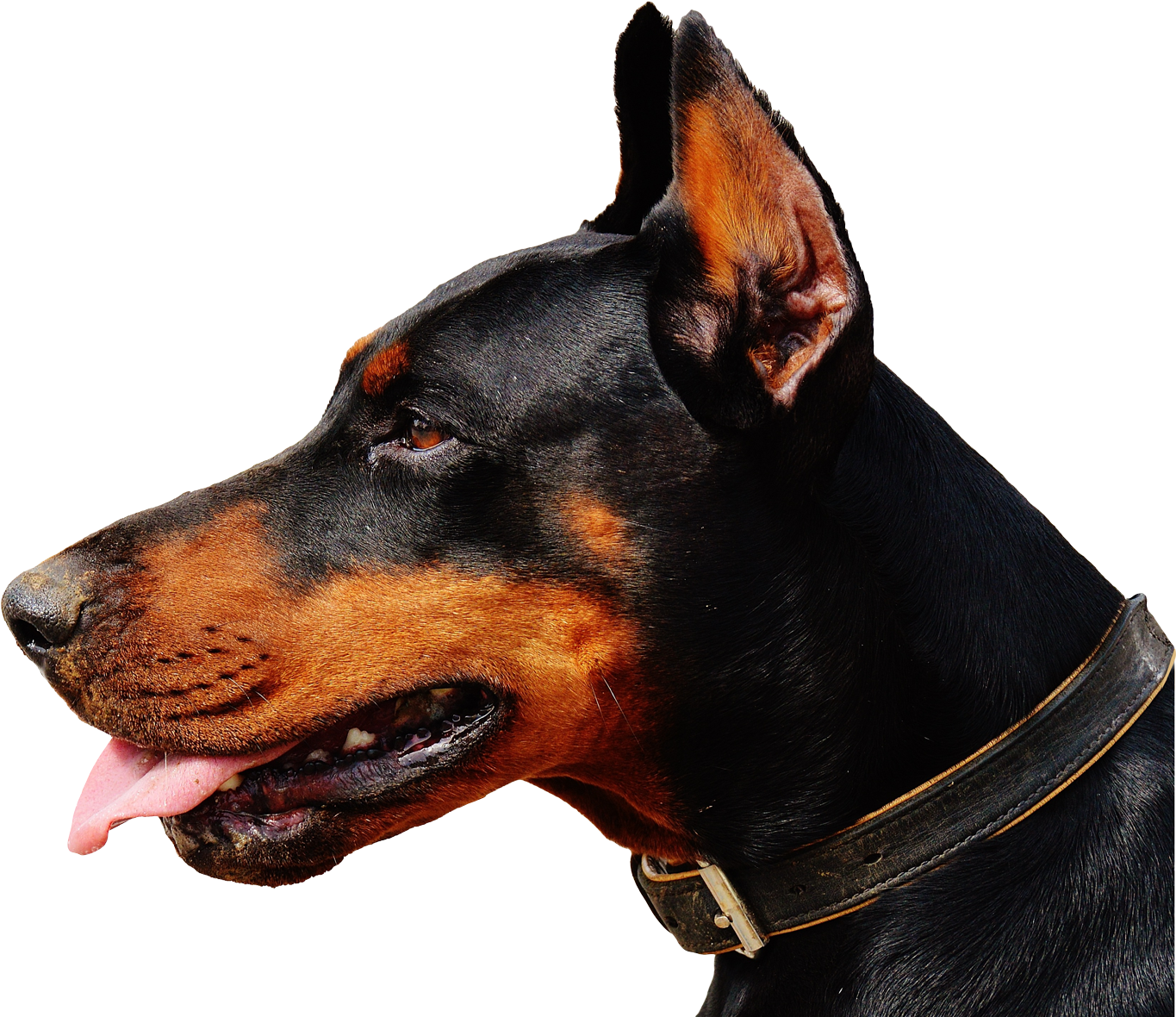 Alert Doberman Profile View.png