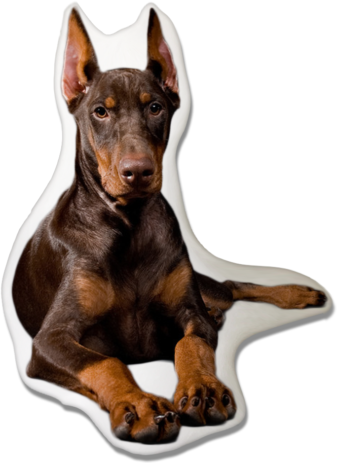 Alert Doberman Puppy