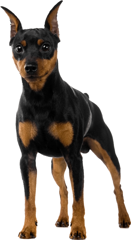 Alert Doberman Standing Transparent Background