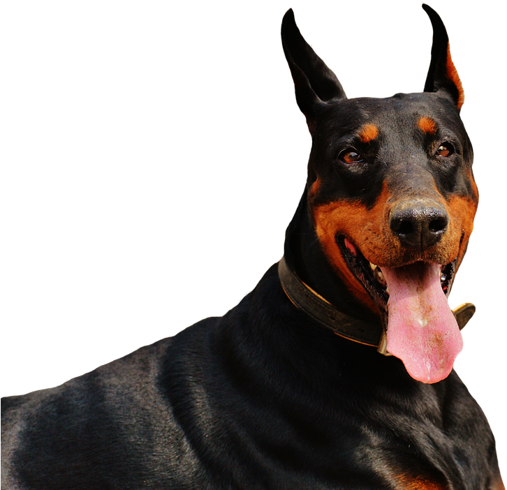 Alert Dobermanwith Tongue Out