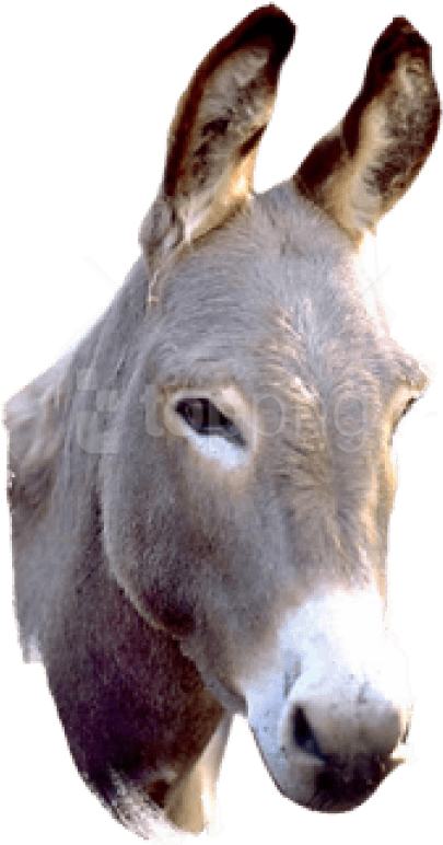 Alert Donkey Portrait