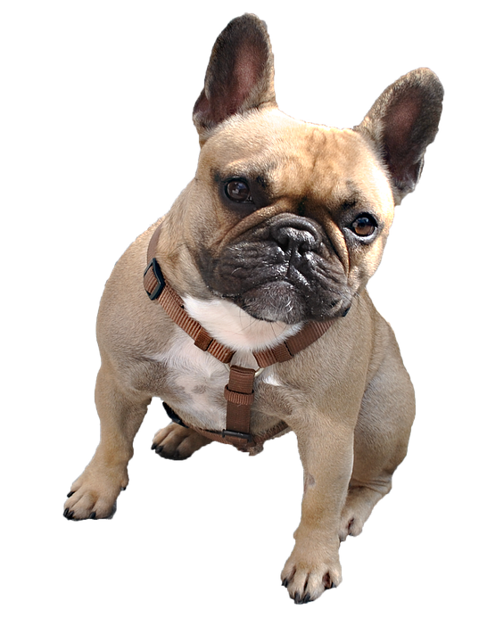 Alert Fawn French Bulldogwith Harness