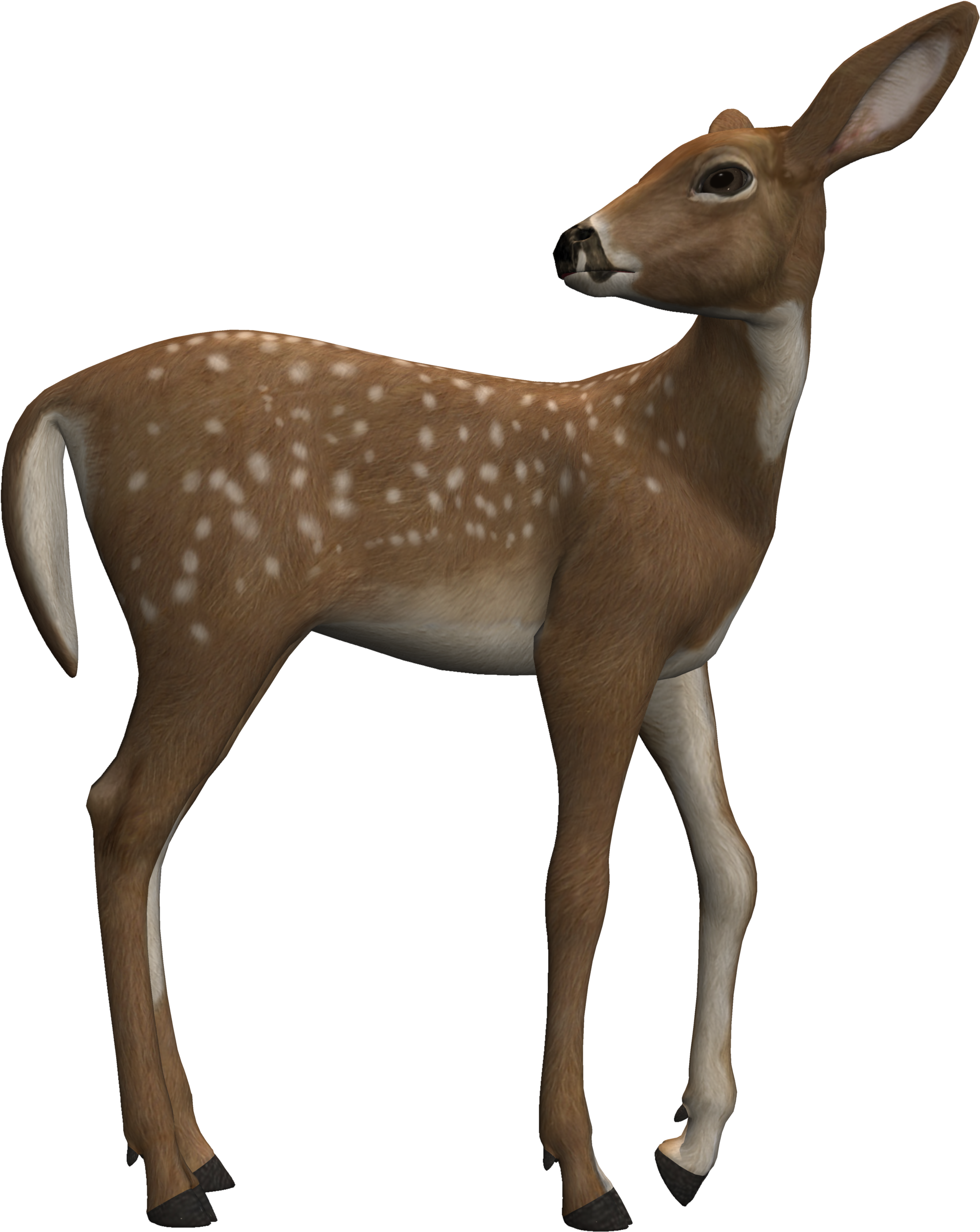 Alert Fawn Standing Profile