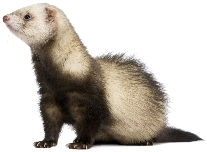 Alert Ferret Profile