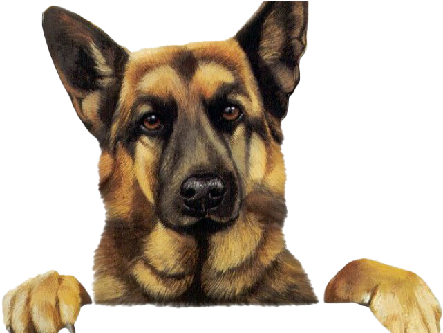 Alert German Shepherd Portrait