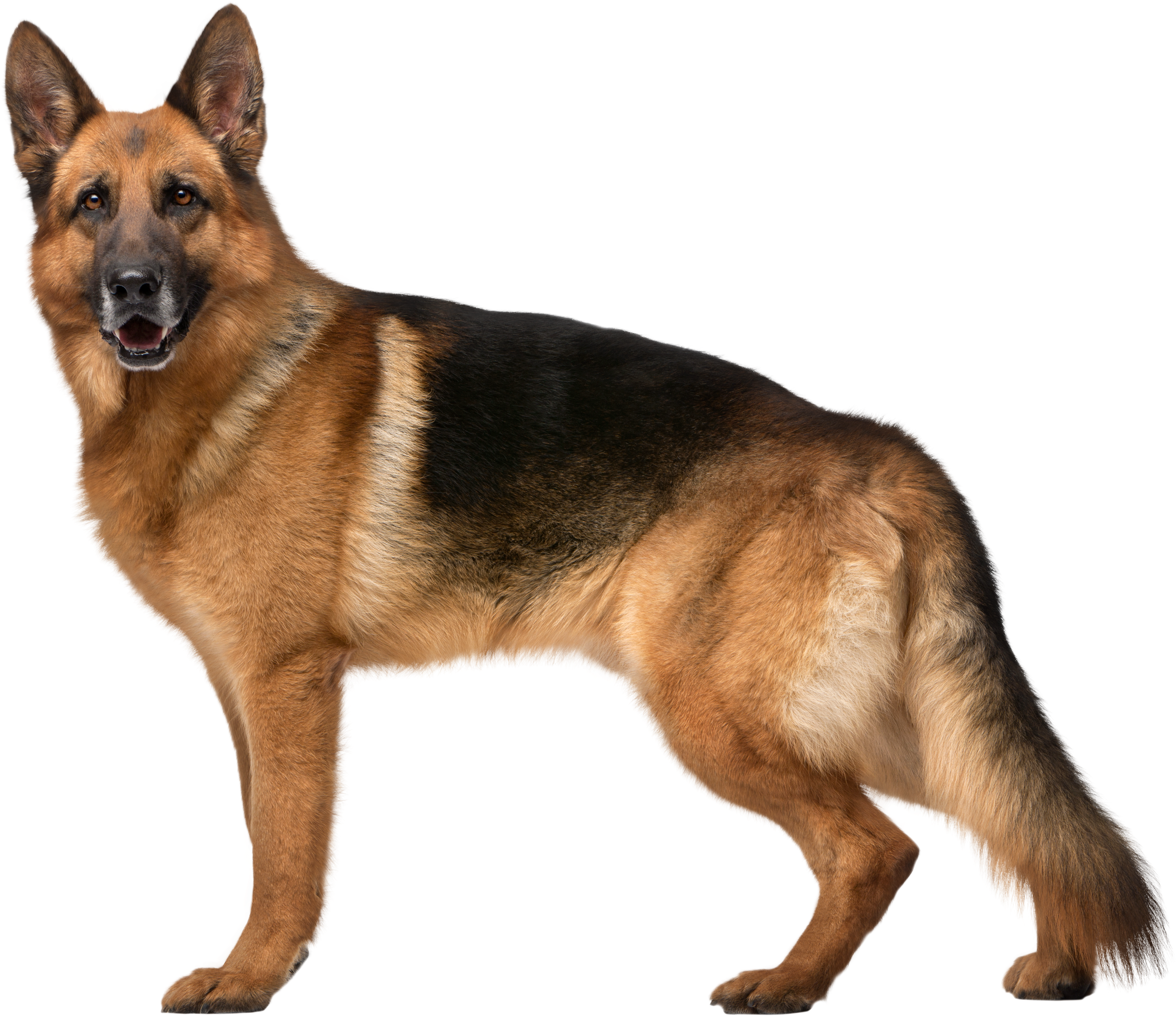 Alert German Shepherd Standing