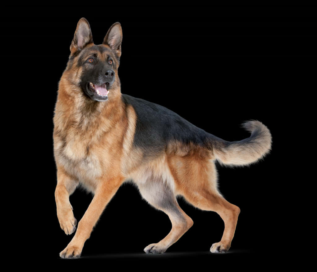 Alert German Shepherdon Black Background.jpg