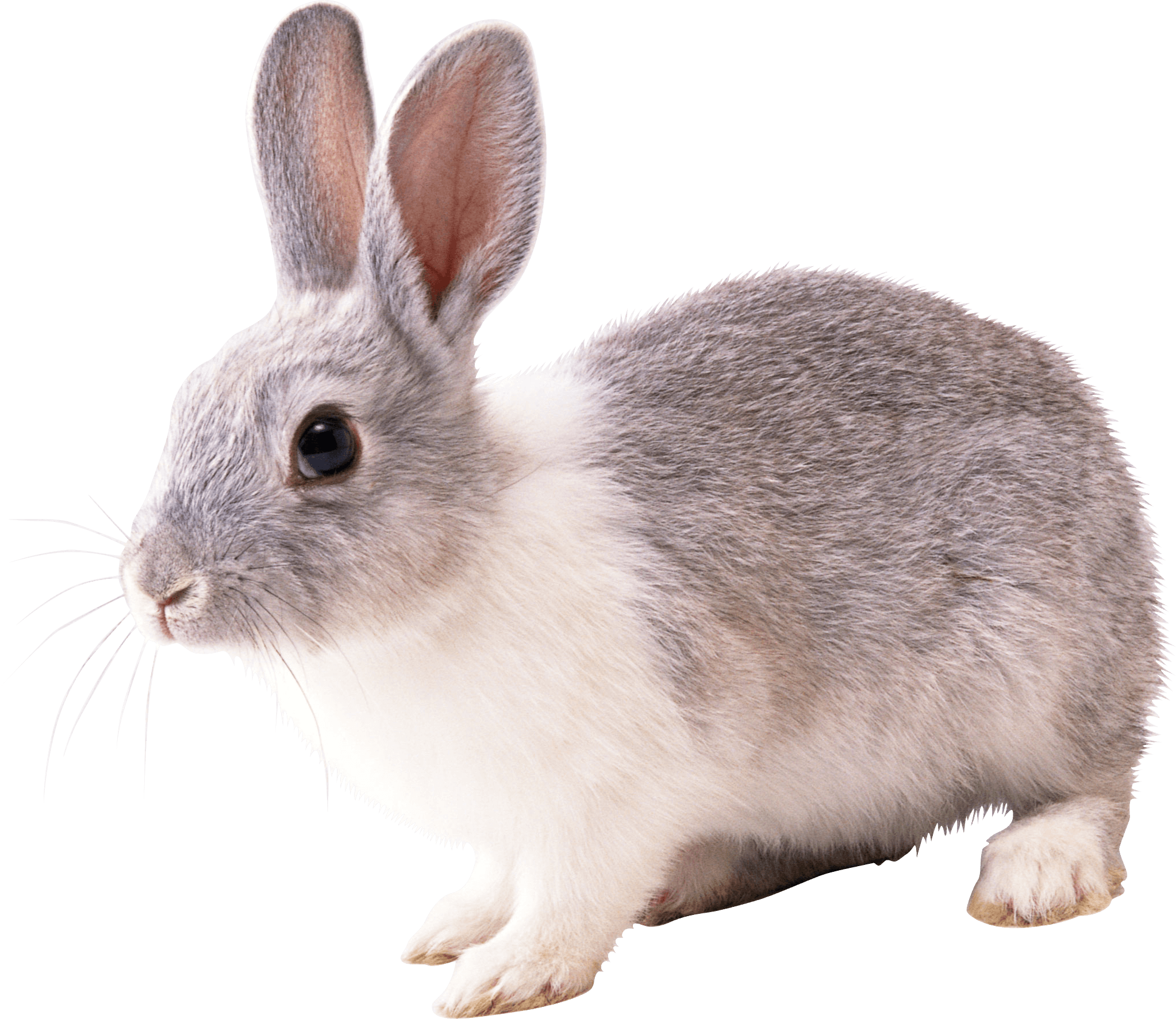 Alert Grey Rabbit Isolated.png