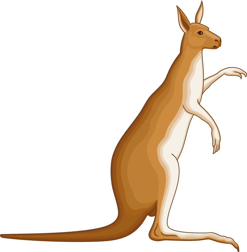 Alert Kangaroo Illustration