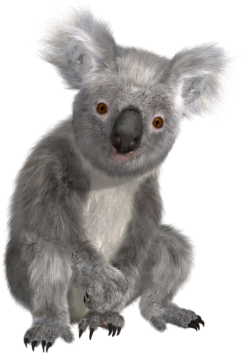 Alert Koala Portrait