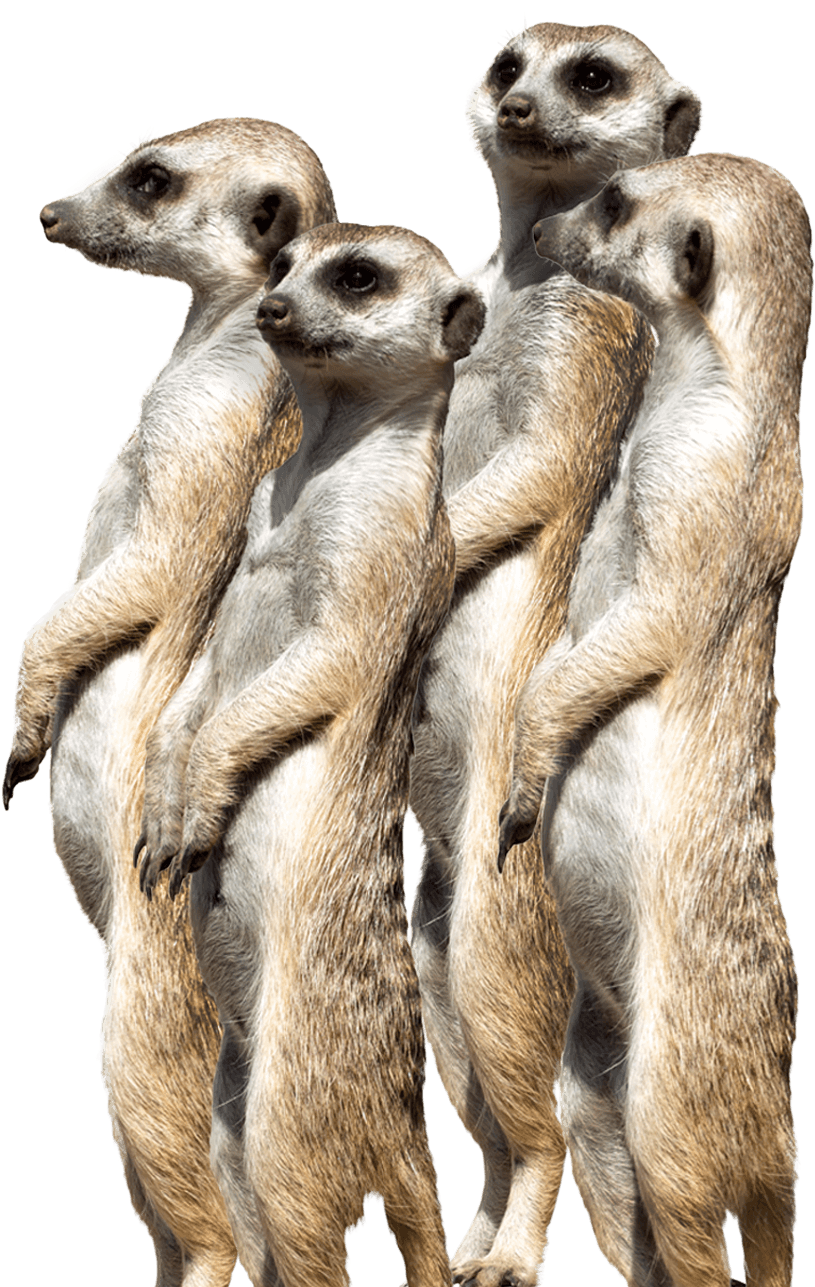 Alert Meerkat Gathering.jpg