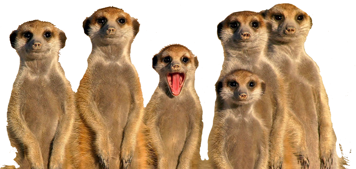 Alert Meerkat Group.png