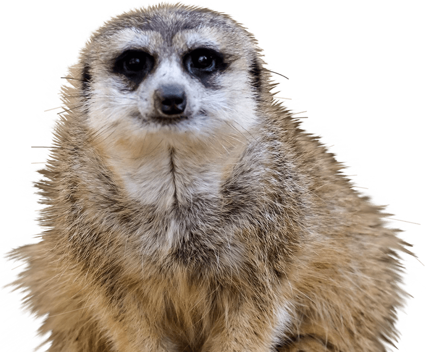 Alert Meerkat Portrait