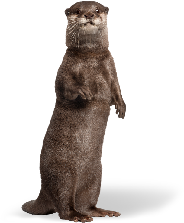 Alert Otter Standing