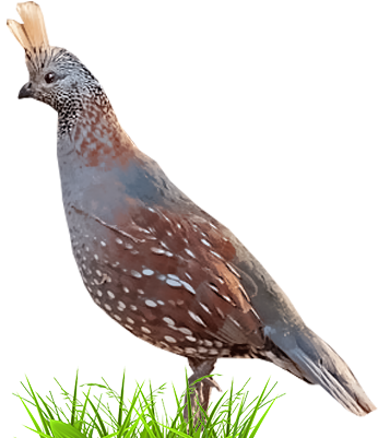 Alert Quail Standingin Grass.png