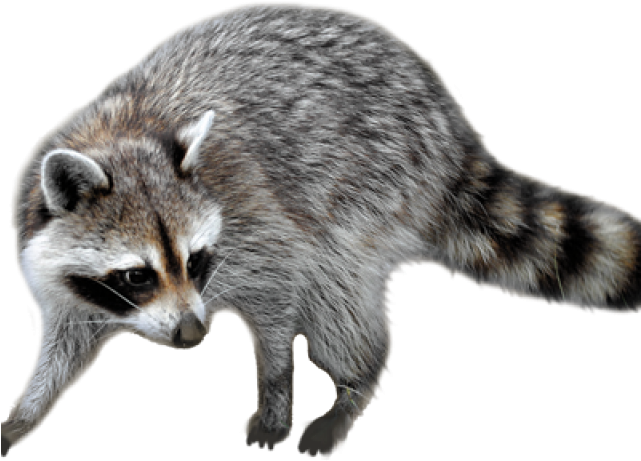 Alert Raccoonon Transparent Background