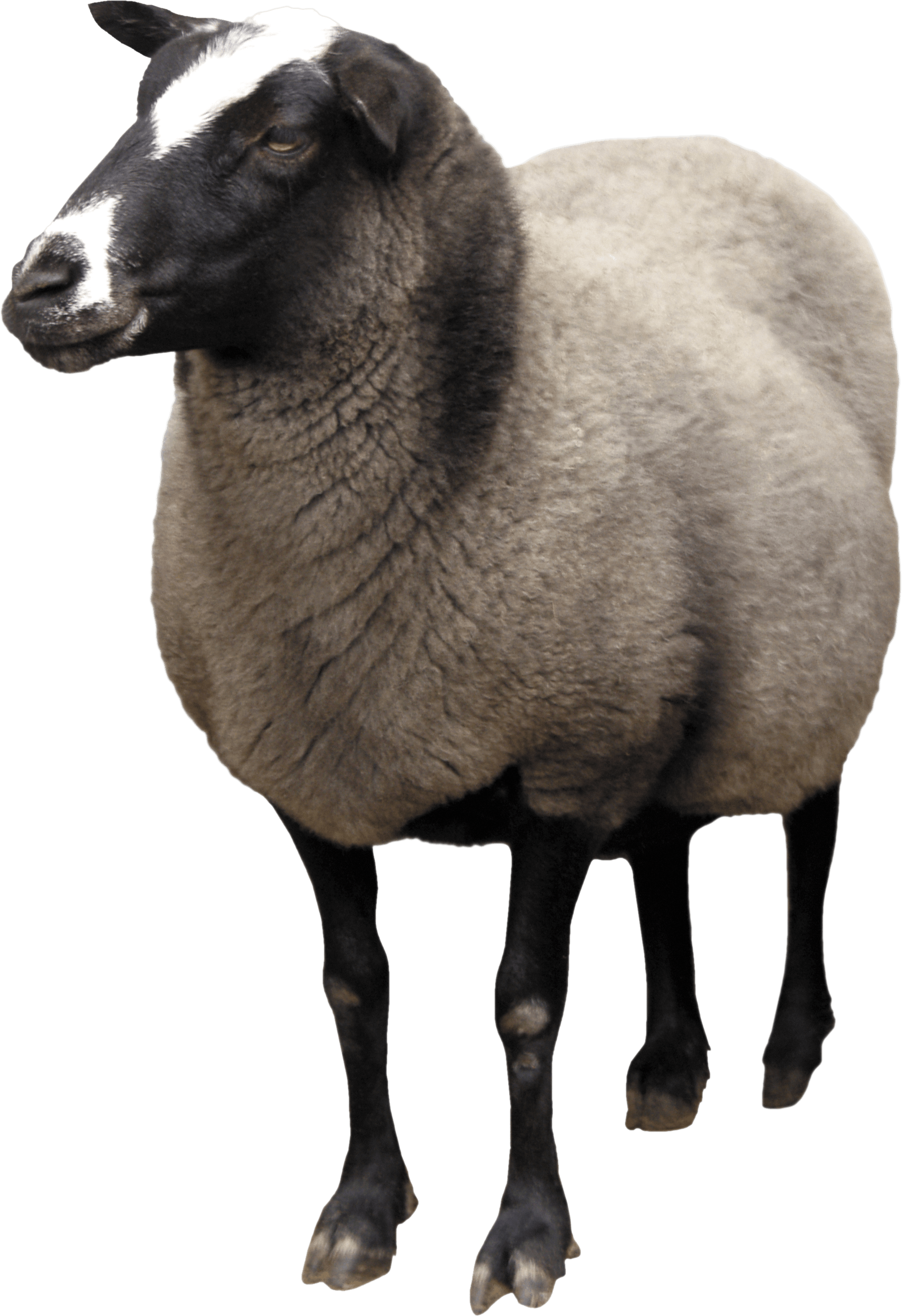 Alert Sheep Standing Transparent Background.png