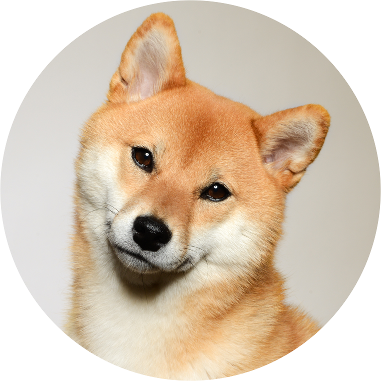 Alert Shiba Inu Portrait