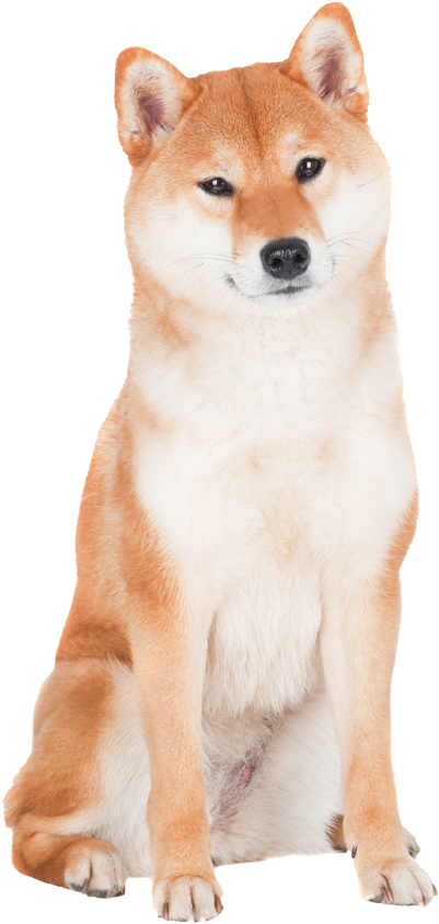 Alert Shiba Inu Sitting