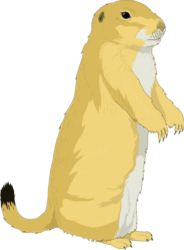 Alert Standing Prairie Dog Illustration