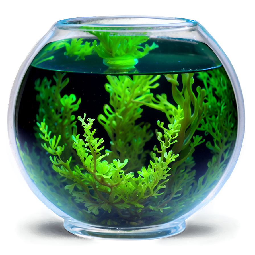 Algae In Fishbowl Png Pxf